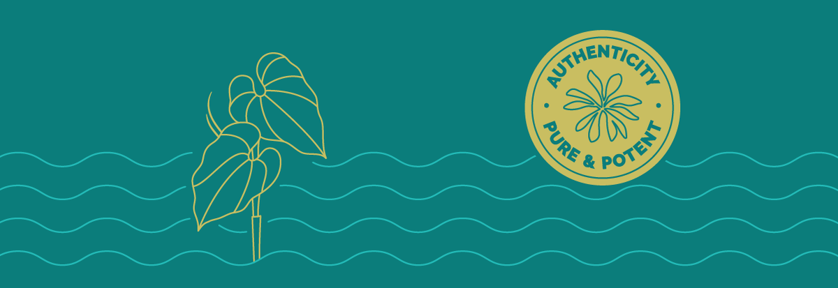 Kava graphic illustration