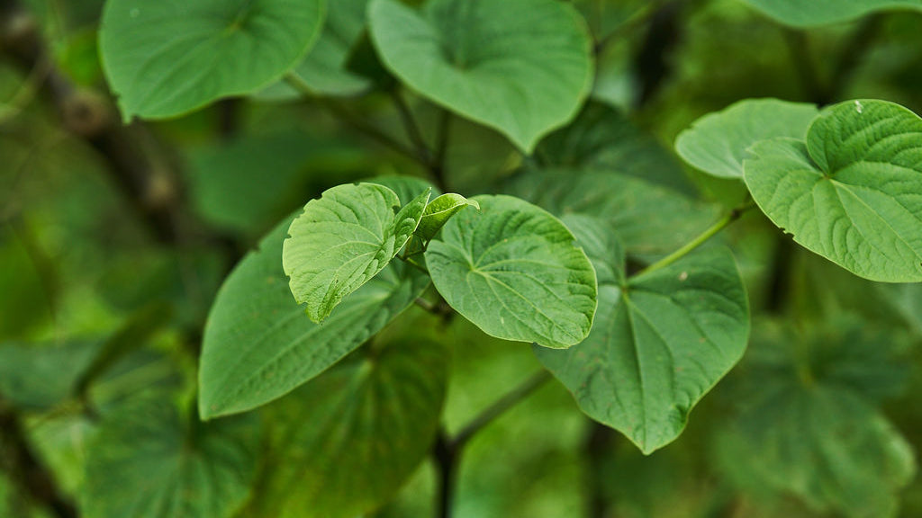 Kava graphic illustration