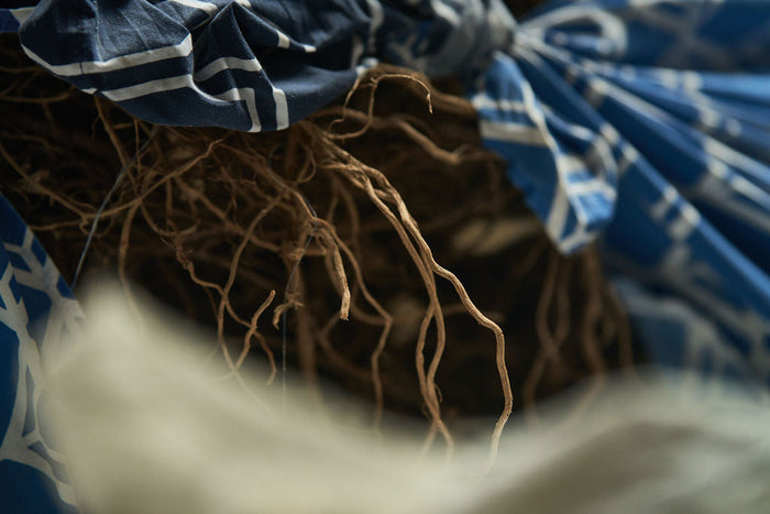 Kava graphic illustration